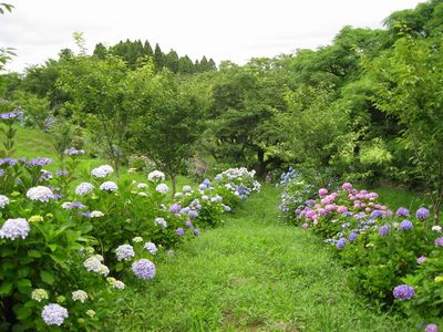 野見金公園のアジサイ