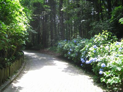 山王台公園への道のアジサイ