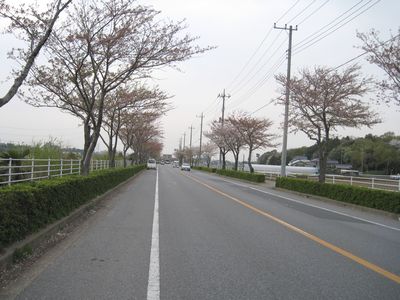 手賀沼ふれあいライン 我孫子市根戸新田