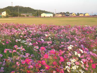 大ノ瀬官衙遺跡 コスモス畑