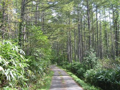 追分〜秋神温泉の道