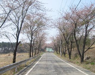 群馬県道70号 大間々子持線 黒保根のさくら街道