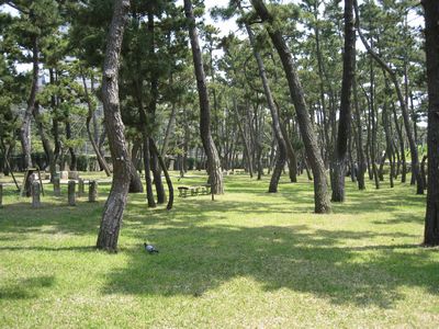 舞子公園の松林