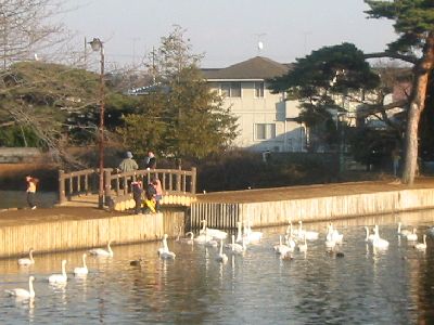 大島公園・雷池の白鳥