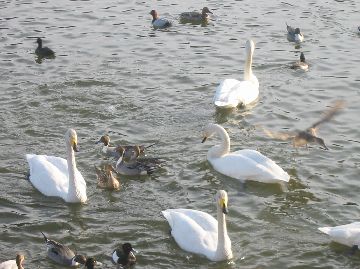 古徳沼の白鳥と鴨