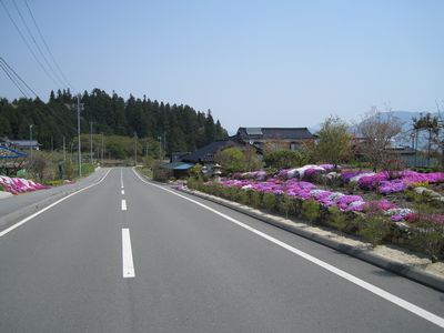ハーモニックロードより北の道 芝桜