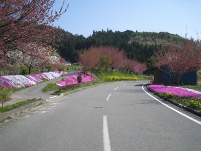 ハーモニックロード 高森町山吹 芝桜