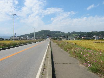国道254号 コスモス街道 佐久市内山