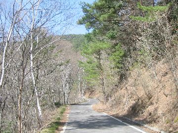 王城枝垂栗林道 舗装区間