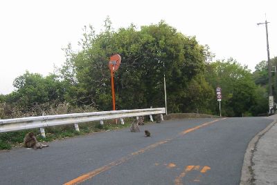 大阪府道43号豊中亀岡線 箕面ドライブウェイの猿
