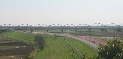 荒川パノラマ公園よりコスモス街道と水管橋を望む