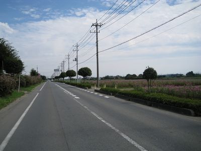 岡部のコスモス街道