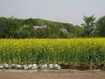 新座市総合運動公園 菜の花畑