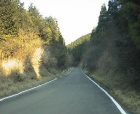 達磨山林道