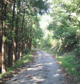 尉ヶ峰林道 奥浜名フライトパーク付近