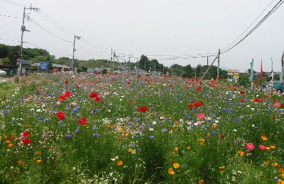 道の駅那須与一の郷 花畑