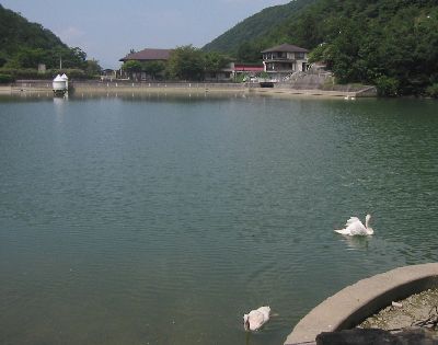 金清池の白鳥