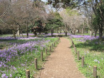 武蔵国分寺公園 野鳥の森