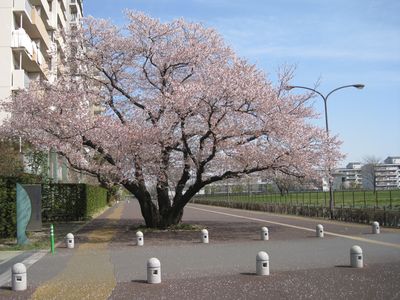 東山道武蔵路