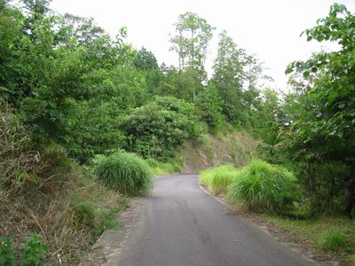 下野赤波林道 八頭町下野