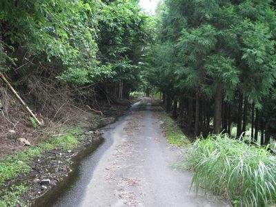 八頭中央林道 智頭町市瀬
